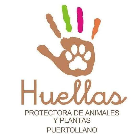 La protectora de animales Huellas Puertollano reclama al Ayuntamiento por impago
